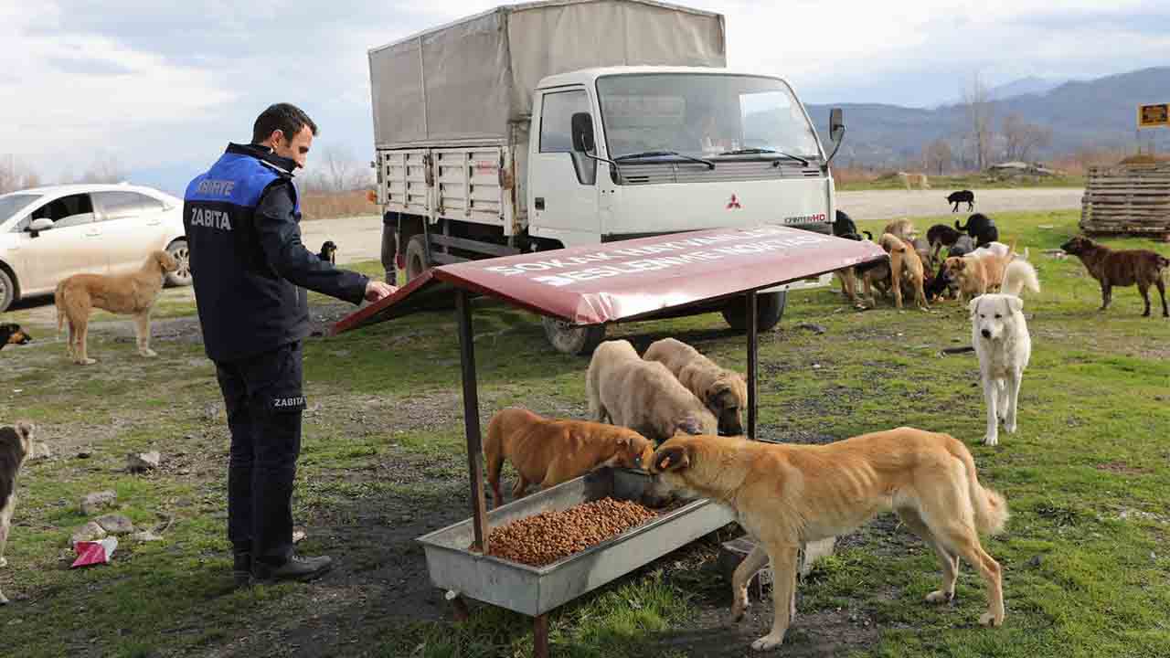 Arifiye Belediyesi Can Dostlarımızı unutmuyor