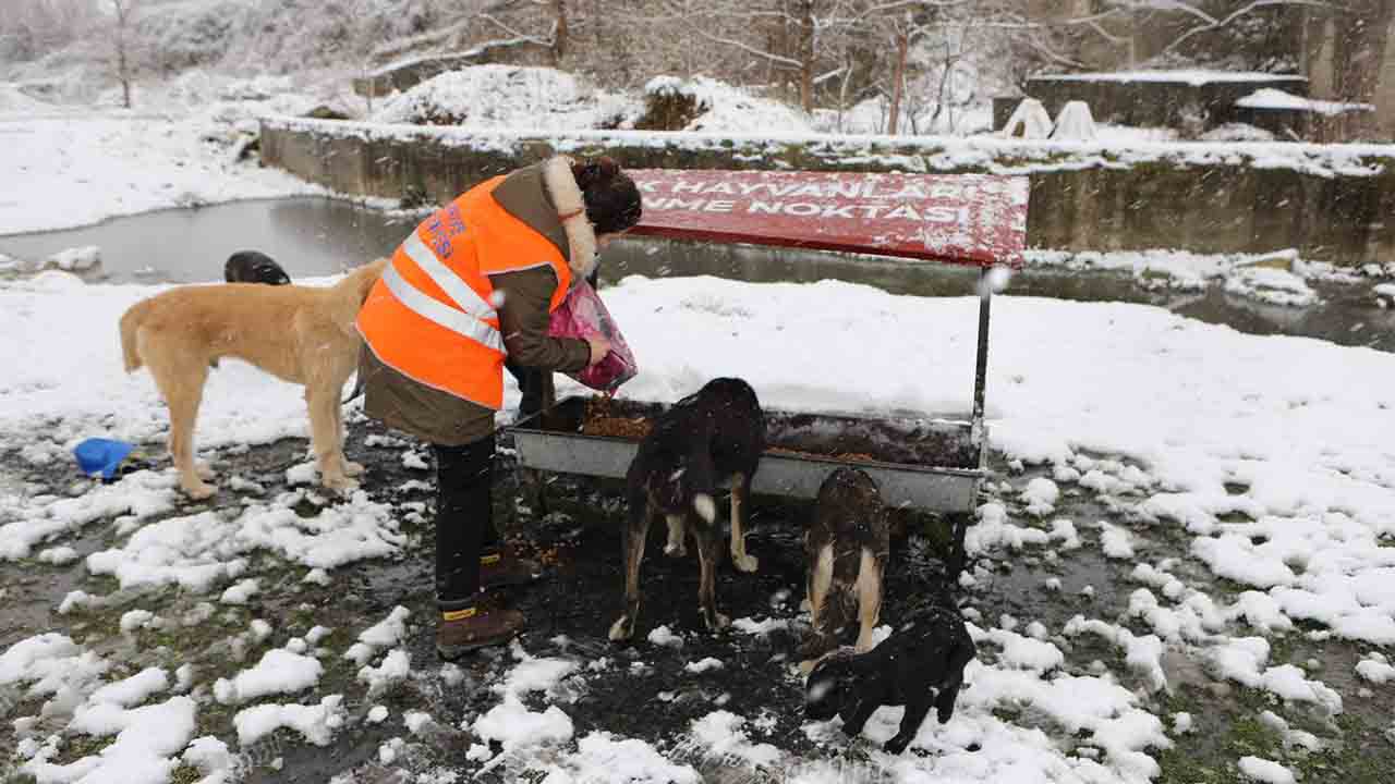 Arifiye Belediyesi Soğuk Kış günlerinde Can dostlarını unutmuyor